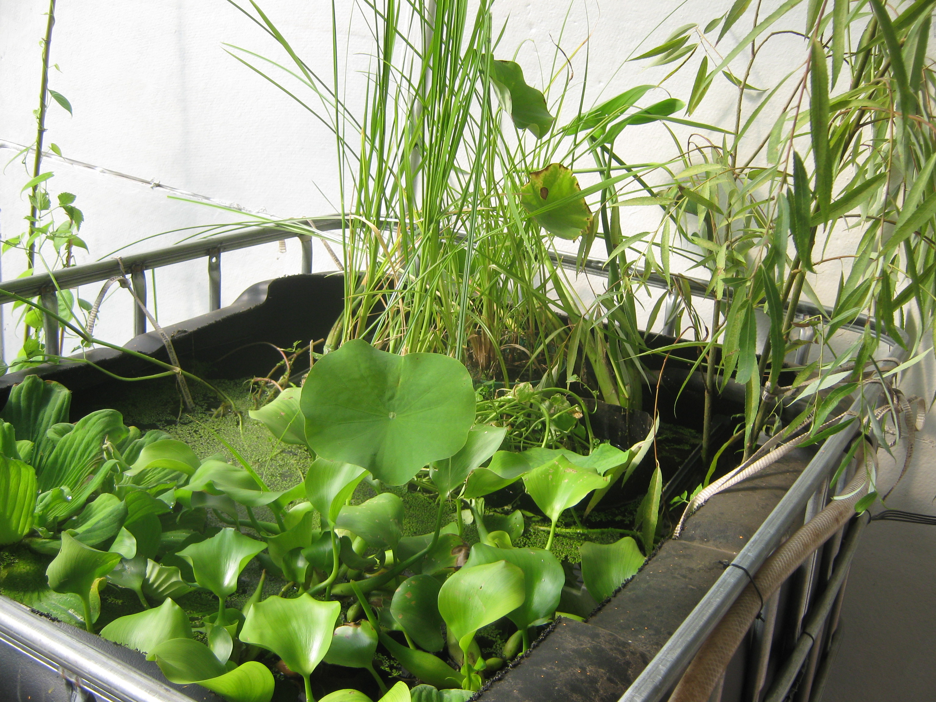 Bioshelter aquaponics is thriving | The Backyard ...
