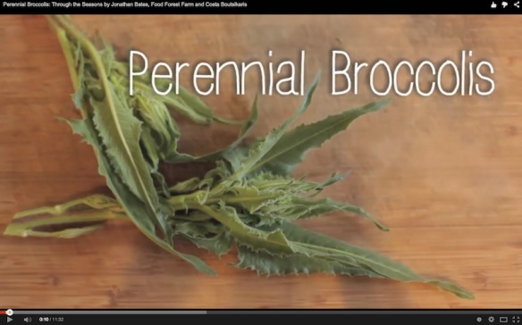 Perennial Broccolis